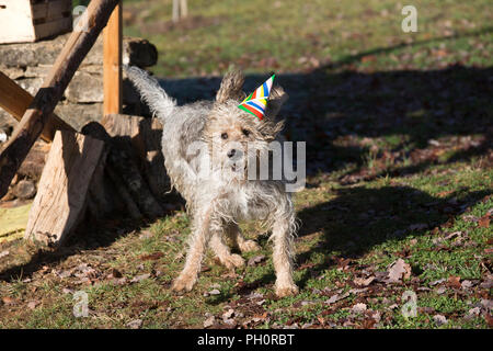 Il Monte Athos il grifone va a un partito Christmes a doggy playgroup di Varen, Tarn et Garonne, Occitanie, Francia, Europa Foto Stock