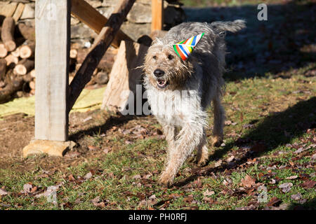 Il Monte Athos il grifone va a un partito Christmes a doggy playgroup di Varen, Tarn et Garonne, Occitanie, Francia, Europa Foto Stock