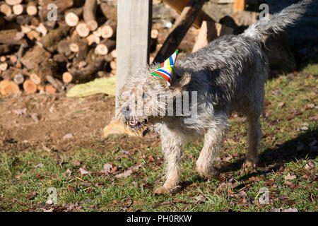 Il Monte Athos il grifone va a un partito Christmes a doggy playgroup di Varen, Tarn et Garonne, Occitanie, Francia, Europa Foto Stock