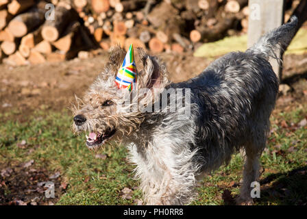 Il Monte Athos il grifone va a un partito Christmes a doggy playgroup di Varen, Tarn et Garonne, Occitanie, Francia, Europa Foto Stock