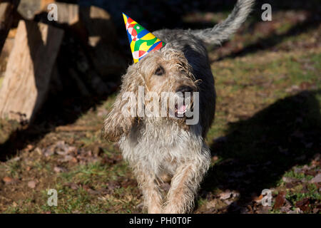 Il Monte Athos il grifone va a un partito Christmes a doggy playgroup di Varen, Tarn et Garonne, Occitanie, Francia, Europa Foto Stock