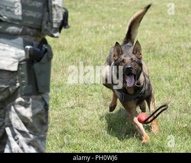 Kerry, un militare di cane da lavoro, corre verso un giocattolo di gomma si lancia dal suo gestore, U.S. Air Force Senior Airman Shawn Toepperwein, 88th aria ala di base delle forze di sicurezza Squadron patrolman, durante una sessione di formazione presso il SFS kennel e unità di addestramento, Wright-Patterson Air Force Base, Ohio, 20 giugno 2018. Toepperwein, Kerry handler è stato obbedienza di insegnamento nonché le abilità più avanzate, come la procedura di attacco e come sniff per sostanze specifiche. Foto Stock