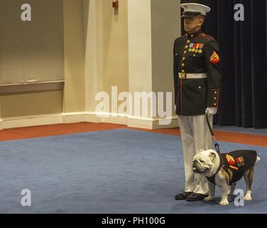 Caporale Troy Nelson, mascotte gestore, caserma marini Washington D.C., sorge all attenzione con Sgt. Chesty XV, ufficiale Marine Corps mascot, durante un venerdì sera cerimonia al coperto presso la Caserma Giugno 22, 2018. L ospite d onore per la cerimonia era segretario della Marina, Richard V. Spencer e l'hosting ufficiale è stato il Comandante del Marine Corps, Gen. Robert B. Neller. Foto Stock