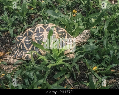 L'indiano o stella birmano tartaruga, una specie minacciata di tartaruga trovata in aree asciutte e la foresta scrub in India e Myanmar. Foto Stock