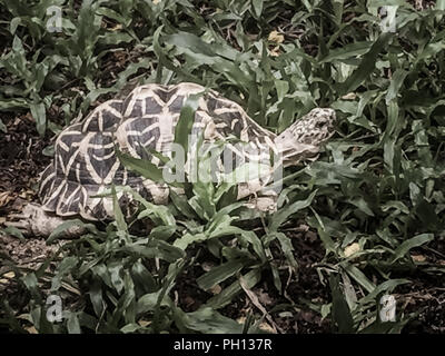 L'indiano o stella birmano tartaruga, una specie minacciata di tartaruga trovata in aree asciutte e la foresta scrub in India e Myanmar. Foto Stock