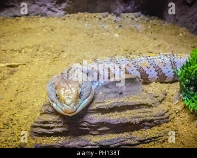 Vicino la testa del Spotted Blu-tongued lizard (Tiliqua nigrolutea), la lucertola più grande le specie presenti in Tasmania, Australia. Blue tongued pelle Foto Stock