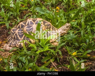 L'indiano o stella birmano tartaruga, una specie minacciata di tartaruga trovata in aree asciutte e la foresta scrub in India e Myanmar. Foto Stock