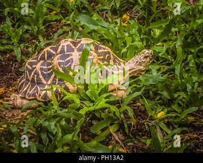 L'indiano o stella birmano tartaruga, una specie minacciata di tartaruga trovata in aree asciutte e la foresta scrub in India e Myanmar. Foto Stock