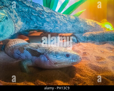 Vicino la testa del Spotted Blu-tongued lizard (Tiliqua nigrolutea), la lucertola più grande le specie presenti in Tasmania, Australia. Blue tongued pelle Foto Stock