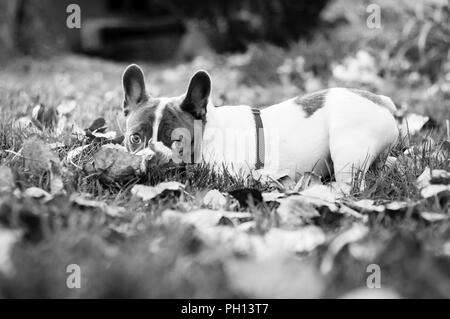 Giovani giocoso 6 mese vecchio bulldog francese in posa per la mia macchina fotografica e riproduzione nella caduta foglie. Foto Stock