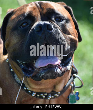 Old English Mastiff cane drooling in una giornata calda. Foto Stock