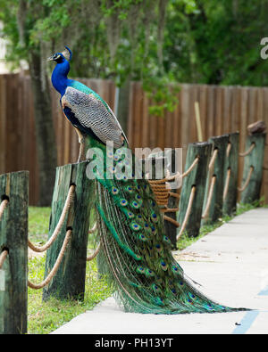 Peacock bird visualizzando il suo bello e colorato in blu e verde del piumaggio coda con eyespots. Foto Stock