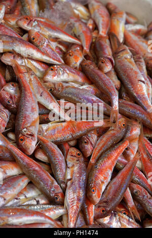 Triglie o surmullets sono due specie di goatfish, Mullus barbatus e Mullus surmuletus, trovata nel mare Mediterraneo Foto Stock