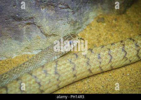 Mucosa Ptyas snake. Ptyas è un genere di serpenti colubrid. Questo genere è uno dei vari generi colubrid colloquialmente denominato 'rat serpenti' o 'ratsnakes'. Foto Stock