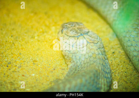 Re bianco cobra di testa. Cobra reale (Ophiophagus hannah), la più lunga del mondo di serpenti velenosi nativo in Asia meridionale. Foto Stock