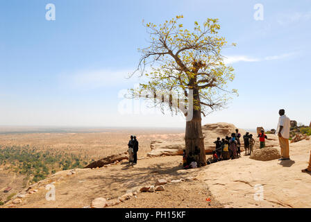 Sacro baobab a Bongo nella Scarpata Bandiagara. Paese Dogon. Mali, Africa occidentale Foto Stock