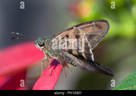 Long-tailed Skipper, Urbanus proteus, singolo adulto in appoggio sulla lamina. Presa può. Foresta pluviale atlantica del Brasile. Foto Stock