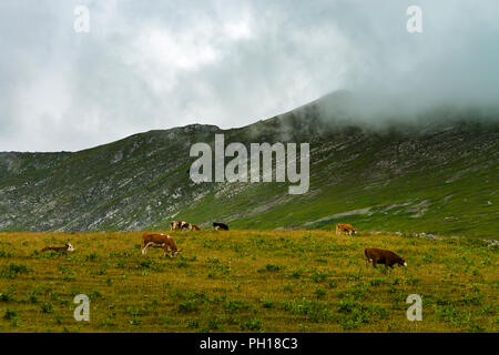 Brown rusty vacche su un pascolo nelle Alpi, foggy meteo, Svizzero Foto Stock