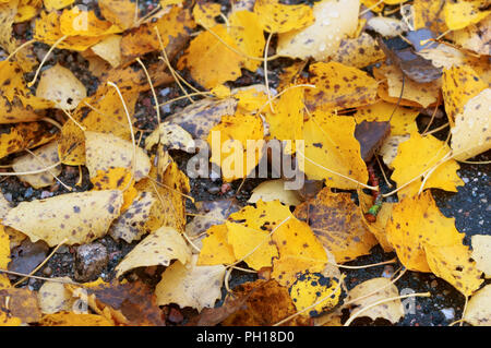 Foglie di colore giallo e rosso autunno, ingiallito foglie d'acero Foto Stock