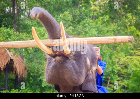 Un mahout seduto su un elefante che trasportano log. Foto Stock