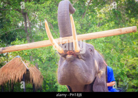 Un mahout seduto su un elefante che trasportano log. Foto Stock