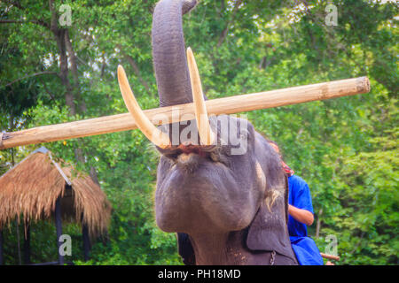 Un mahout seduto su un elefante che trasportano log. Foto Stock