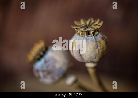 Close up di secche semi di papavero testa contro un sfondo marrone arte stile grande immagine per gli sfondi di autunno Foto Stock