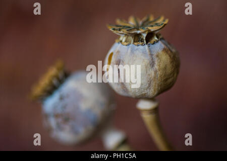 Close up di secche semi di papavero testa contro un sfondo marrone arte stile grande immagine per gli sfondi di autunno Foto Stock