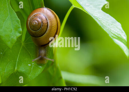 Bianco-lumaca a labbro (Cepaea nemoralis) strisciando su una foglia. Foto Stock