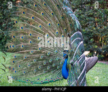 Peacock bird visualizzando il suo piumaggio godendo le sue circostanti. Foto Stock