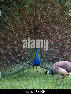 Peacock bird visualizzando il suo piumaggio godendo le sue circostanti. Foto Stock