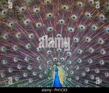 Peacock bird visualizzando il suo piumaggio e godendo dei suoi dintorni. Foto Stock