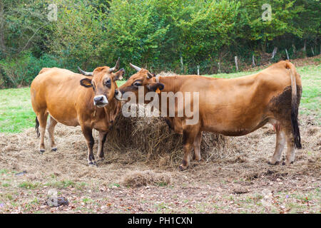 Due mucche marrone vicino il pagliaio in azienda Foto Stock