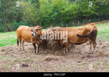 Due mucche marrone vicino il pagliaio in azienda Foto Stock