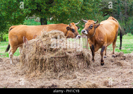 Due brown mucche mangiano fieno in azienda Foto Stock