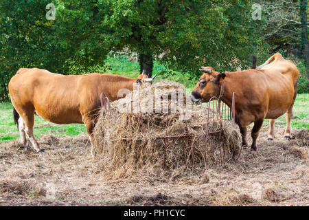 Due brown mucche mangiano fieno in azienda Foto Stock