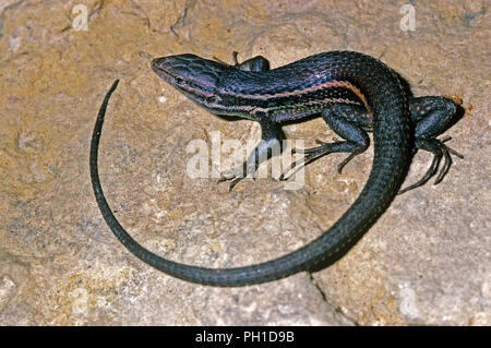 Grandi psammodromus (Psammodromus algirus). Il sud della Spagna. Europa Foto Stock