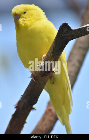 Bel giallo Budgie parrocchetto su un ramo Foto Stock