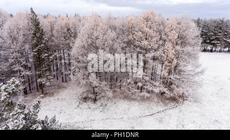 Vista da sopra a pini larici crescono in evergreen la foresta di conifere nei dintorni di pini e di abeti. A nord della Carelia, Russia Foto Stock
