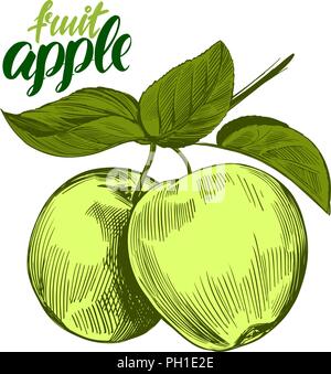 Apple set di frutta disegnati a mano illustrazione vettoriale schizzo Illustrazione Vettoriale