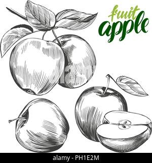Apple set di frutta disegnati a mano illustrazione vettoriale schizzo Illustrazione Vettoriale