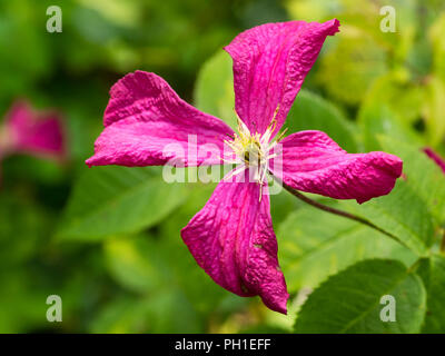 Tarda estate fiore di hardy deceiduous scalatore, Clematis viticella 'Madame Julia Correvon' Foto Stock