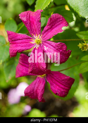 Tarda estate dei fiori di hardy deceiduous scalatore, Clematis viticella 'Madame Julia Correvon' Foto Stock