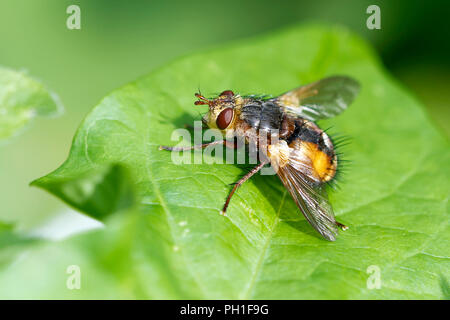 Autunno Housefly arroccato su una foglia Foto Stock