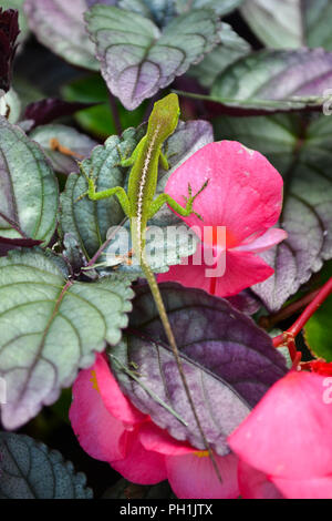 Un verde anole (Anolis carolinensis) sulla tropicale begonie in Kauai, Hawaii, Stati Uniti d'America. Foto Stock