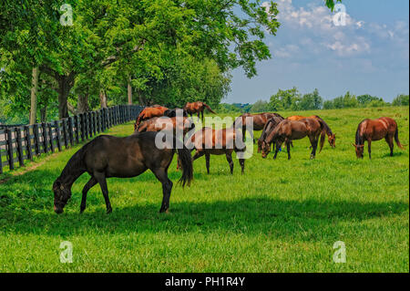 I cavalli purosangue in Kentucky Foto Stock