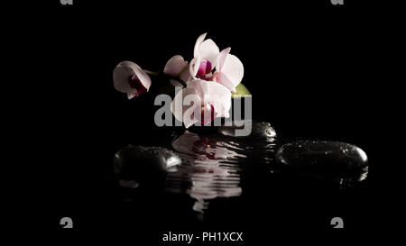 Spa sfondo con bella rosa delicato phalaenopsis orchidee su pietre massaggio riflesso nel raffreddare acqua pura su sfondo scuro con copyspace. Foto Stock