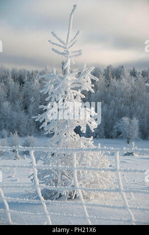 Paesaggio invernale visualizzando la sua coltre bianca su alberi. Foto Stock