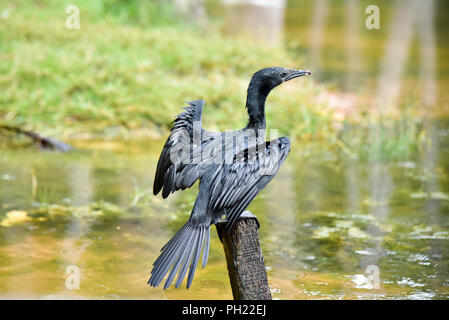 Il Kerala Backwaters. Un uccello asciugando le sue piume nei lati del Kerala Backwaters nel Poovar, Thiruvananthapuram distretto. Foto Stock