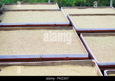 Organici di chicchi di caffè di essiccazione al sole Foto Stock